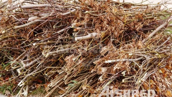 Shredder met dubbele as voor de verwerking van groenafval en biomassa